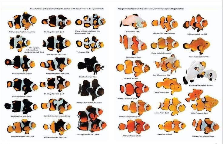 Detail Gambar Nemo Ikan Nomer 26