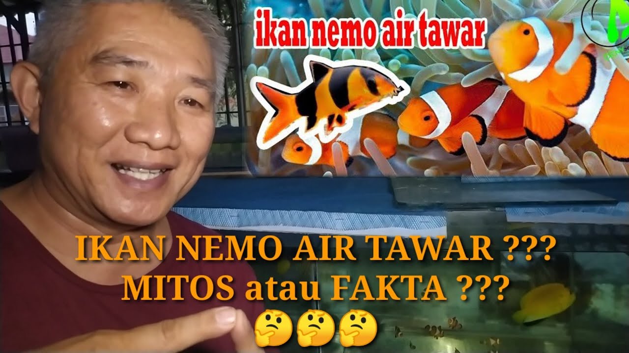 Detail Gambar Nemo Ikan Nomer 32