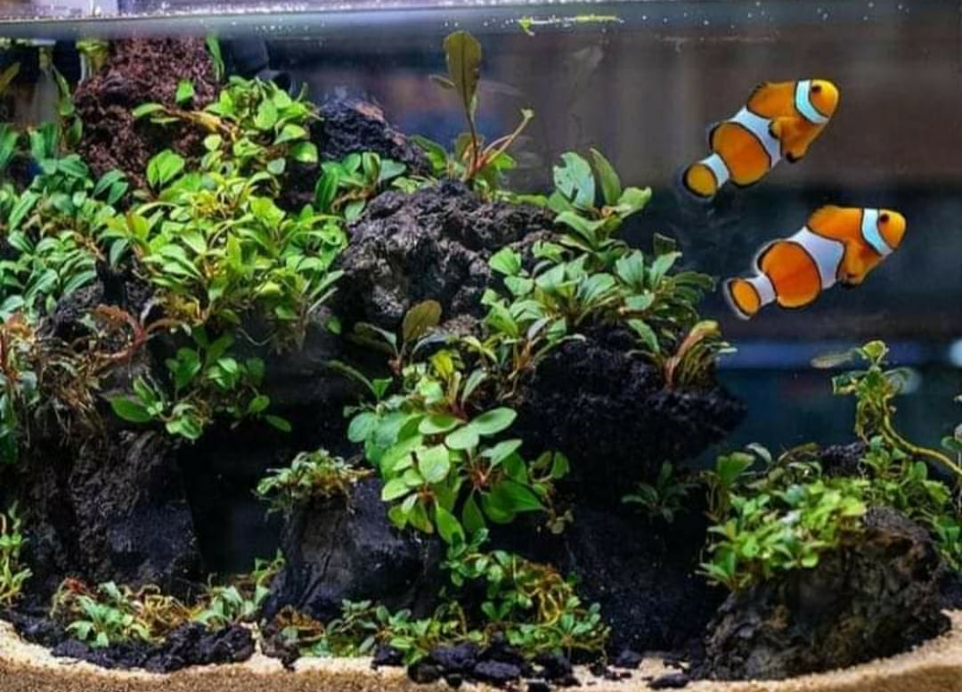 Detail Gambar Nemo Ikan Nomer 53
