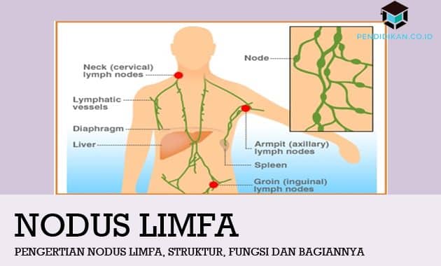 Detail Gambar Nodus Limfa Nomer 2