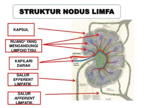 Detail Gambar Nodus Limfa Nomer 15