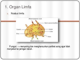 Detail Gambar Nodus Limfa Nomer 24