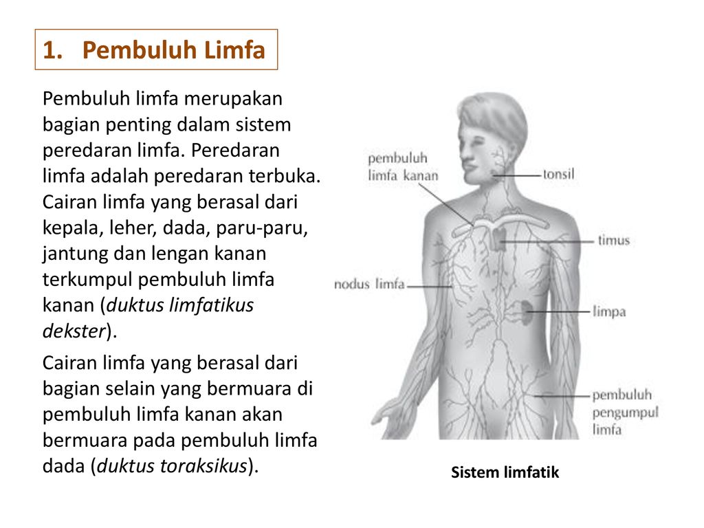 Detail Gambar Nodus Limfa Nomer 44