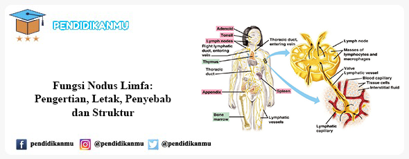 Detail Gambar Nodus Limfa Nomer 45