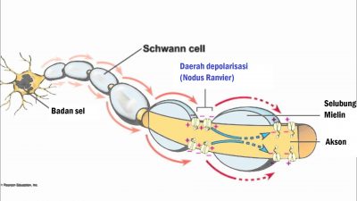 Detail Gambar Nodus Ranvier Nomer 25