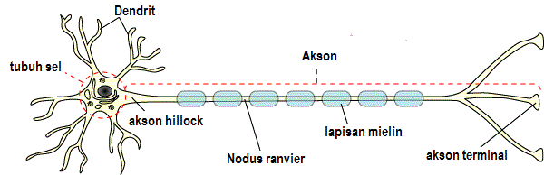 Detail Gambar Nodus Ranvier Nomer 31