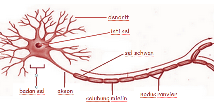 Detail Gambar Nodus Ranvier Nomer 43