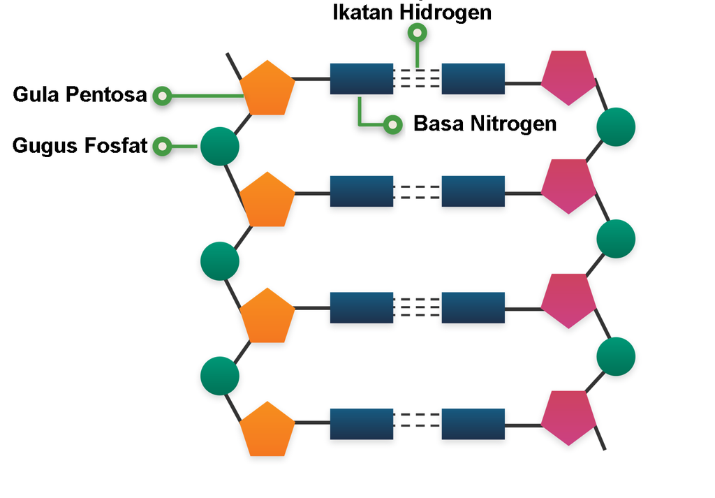 Detail Gambar Nukleotida Dan Bagiannya Nomer 20