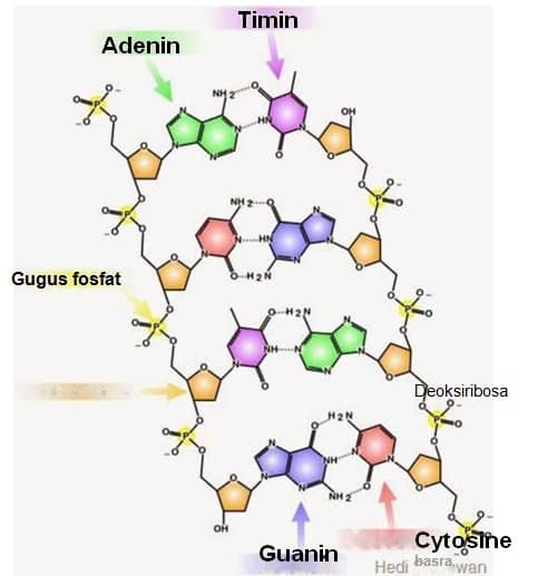 Detail Gambar Nukleotida Dan Bagiannya Nomer 28