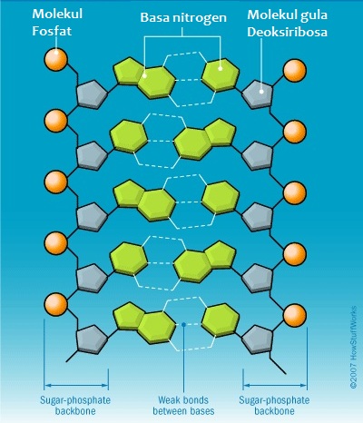 Detail Gambar Nukleotida Dan Bagiannya Nomer 35