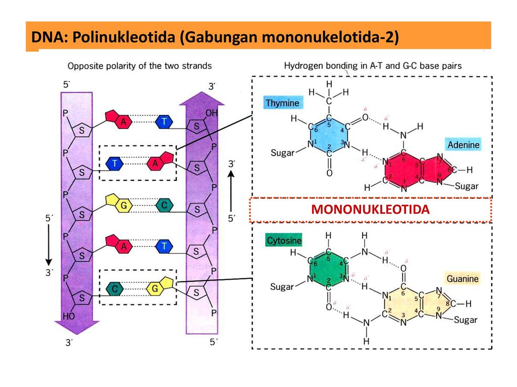 Detail Gambar Nukleotida Dan Bagiannya Nomer 56