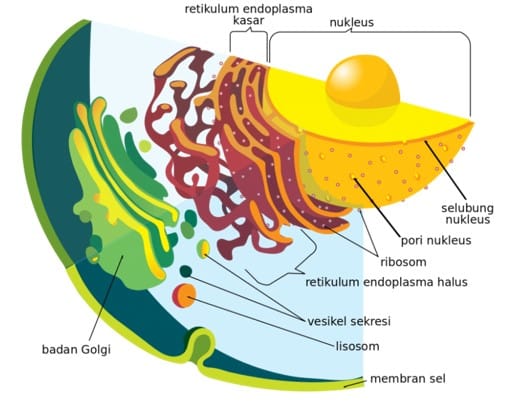 Detail Gambar Nukleus Sel Tumbuhan Dan Hewan Nomer 32