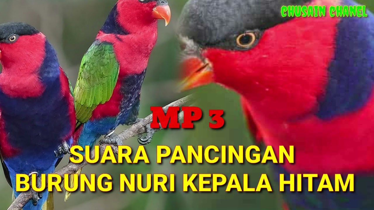 Detail Gambar Nuri Kepala Hitam Jantan Nomer 28