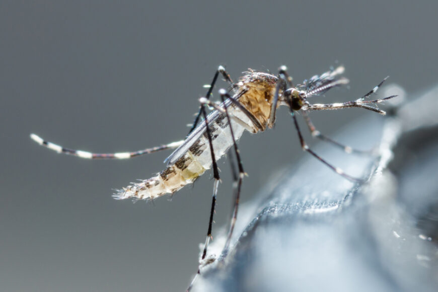Detail Gambar Nyamuk Aedes Nomer 18