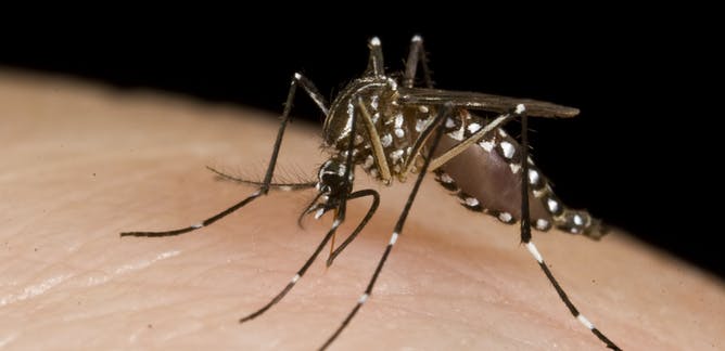 Detail Gambar Nyamuk Aedes Nomer 8