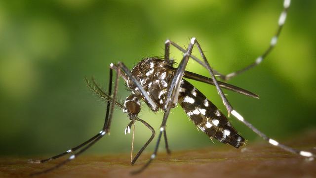 Detail Gambar Nyamuk Aedes Aegypti Nomer 2
