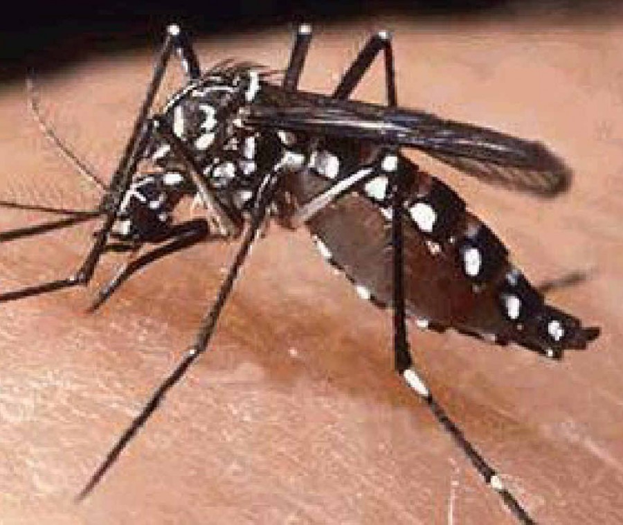 Detail Gambar Nyamuk Aedes Aegypti Nomer 11