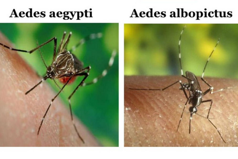 Detail Gambar Nyamuk Aedes Aegypti Nomer 12