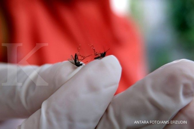 Detail Gambar Nyamuk Aedes Aegypti Nomer 15