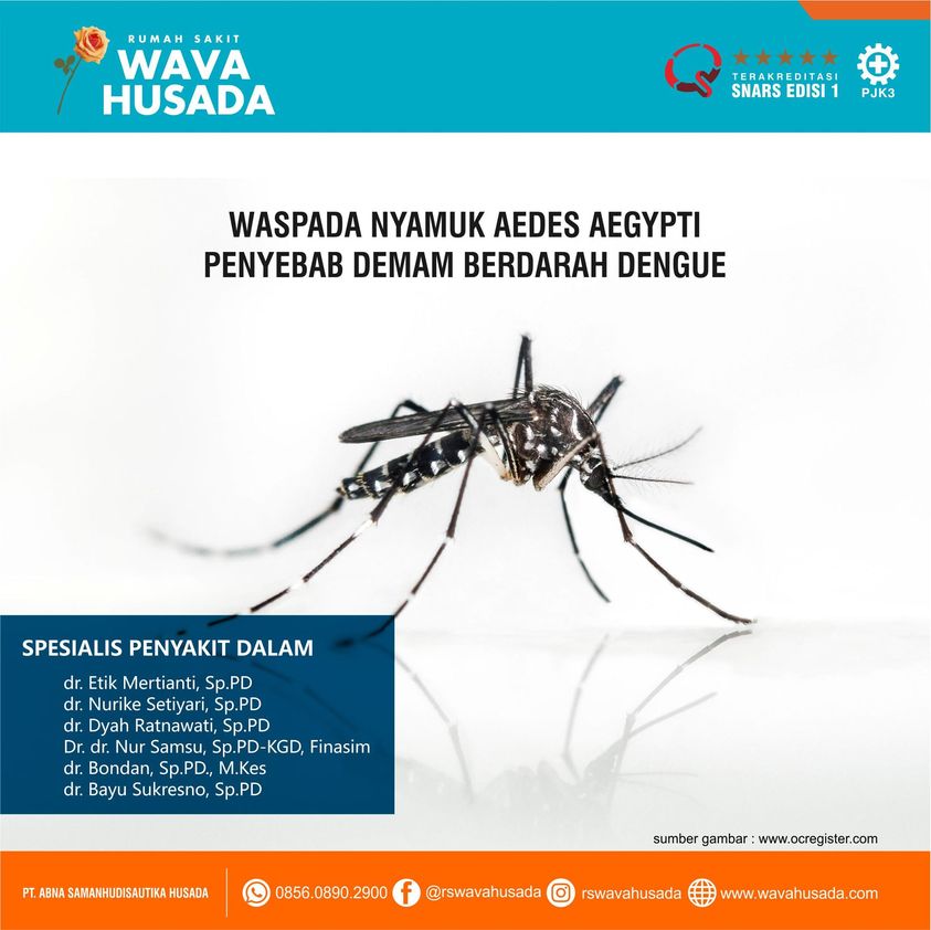 Detail Gambar Nyamuk Aedes Aegypti Nomer 23