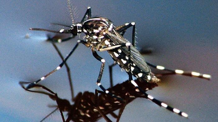 Detail Gambar Nyamuk Aedes Aegypti Nomer 25