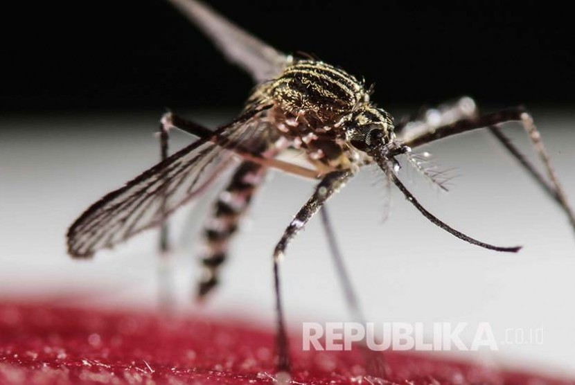 Detail Gambar Nyamuk Aedes Aegypti Nomer 27