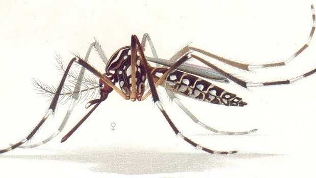 Detail Gambar Nyamuk Aedes Aegypti Nomer 28