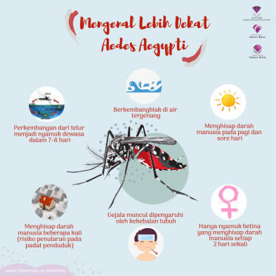 Detail Gambar Nyamuk Aedes Aegypti Nomer 30