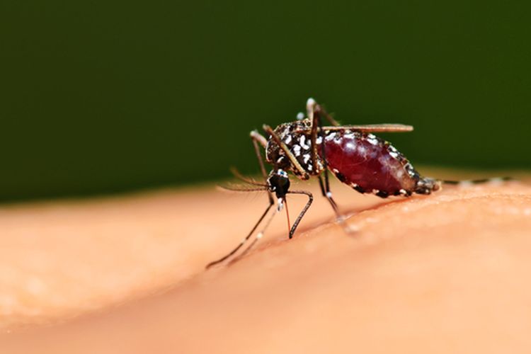 Detail Gambar Nyamuk Aedes Aegypti Nomer 32