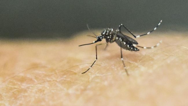 Detail Gambar Nyamuk Aedes Aegypti Nomer 33