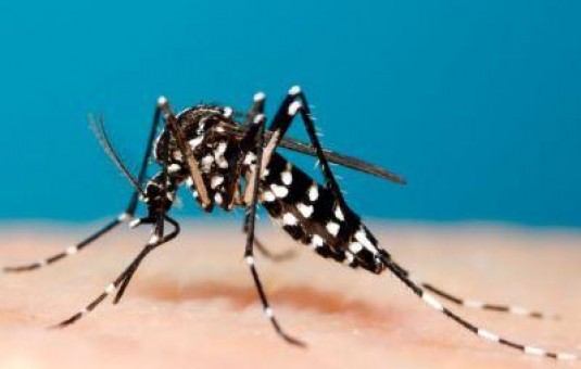 Detail Gambar Nyamuk Aedes Aegypti Nomer 35