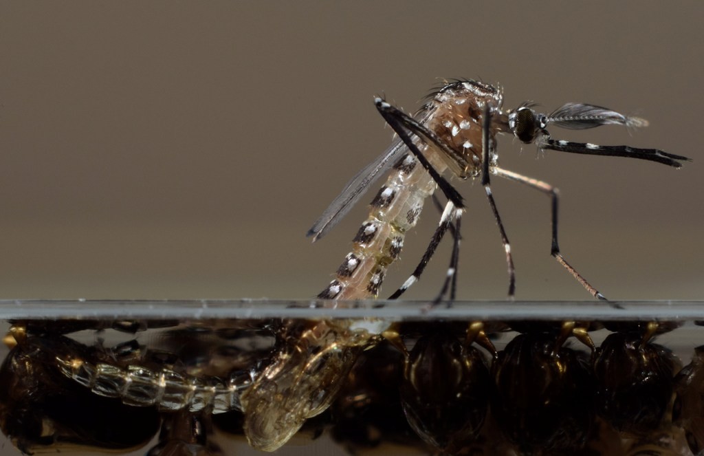 Detail Gambar Nyamuk Aedes Aegypti Nomer 37