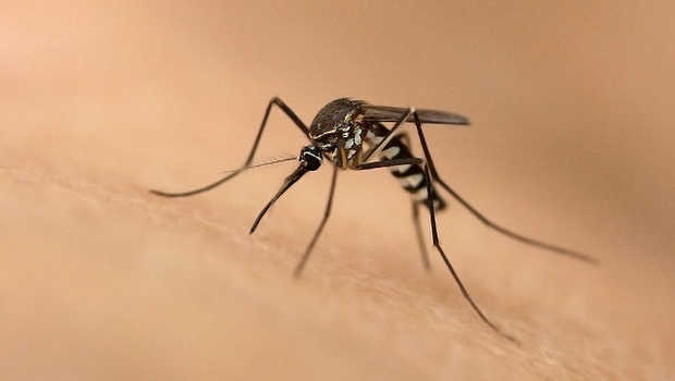 Detail Gambar Nyamuk Aedes Aegypti Nomer 43