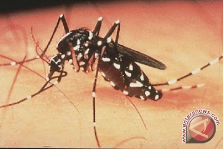 Detail Gambar Nyamuk Aedes Aegypti Nomer 46