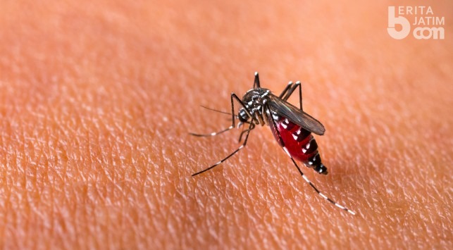 Detail Gambar Nyamuk Aedes Aegypti Nomer 51
