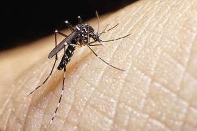 Detail Gambar Nyamuk Aedes Aegypti Nomer 7