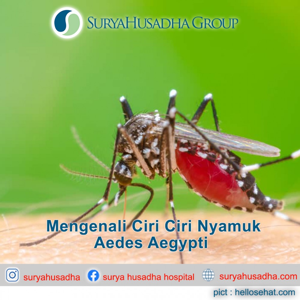 Detail Gambar Nyamuk Aedes Aegypti Nomer 8