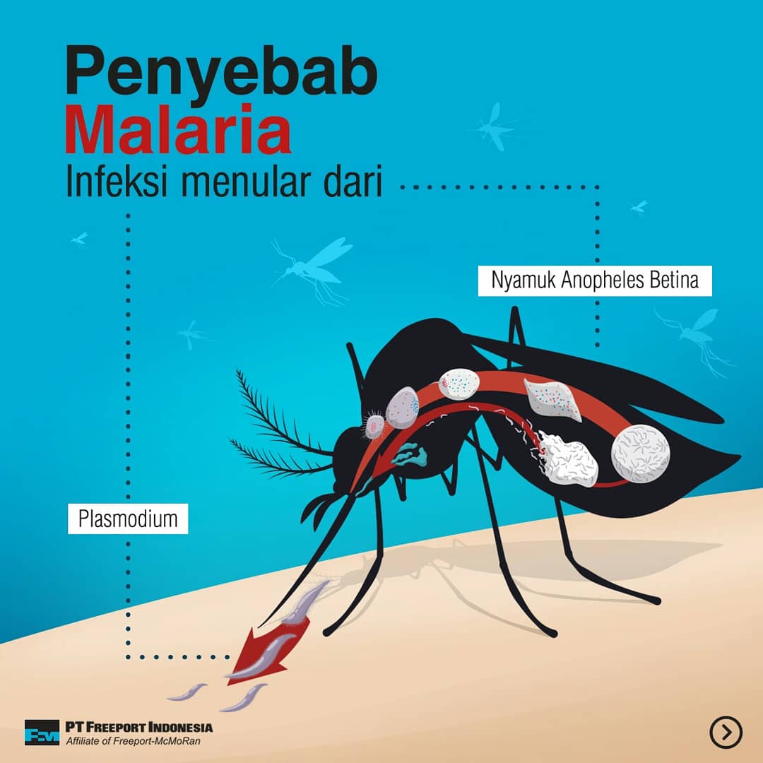 Detail Gambar Nyamuk Anopheles Nomer 13