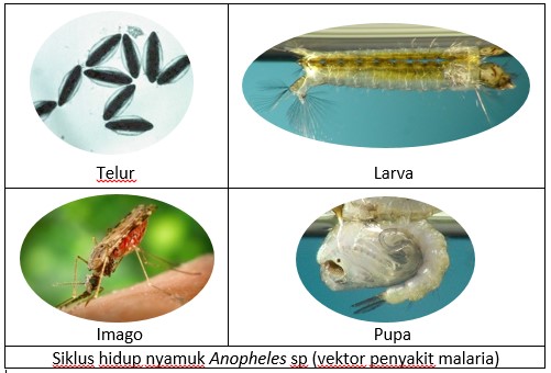 Detail Gambar Nyamuk Anopheles Nomer 28