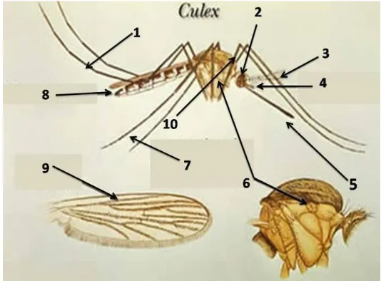 Detail Gambar Nyamuk Culex Nomer 20