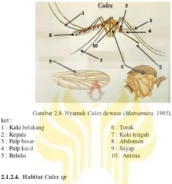 Detail Gambar Nyamuk Culex Sp Nomer 7