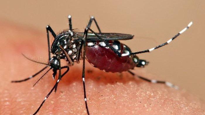 Detail Gambar Nyamuk Malaria Nomer 13