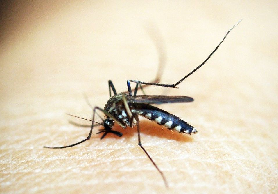 Detail Gambar Nyamuk Malaria Nomer 31