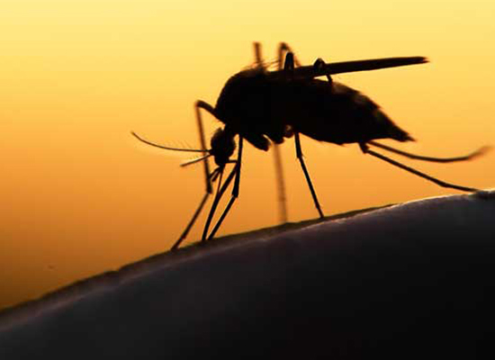 Detail Gambar Nyamuk Malaria Nomer 39