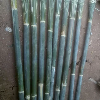 Detail Gambar Obor Bambu Nomer 6