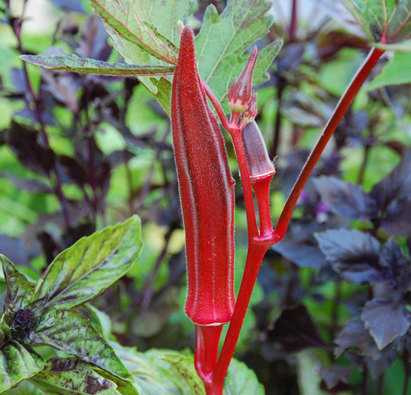 Detail Gambar Okra Merah Nomer 18