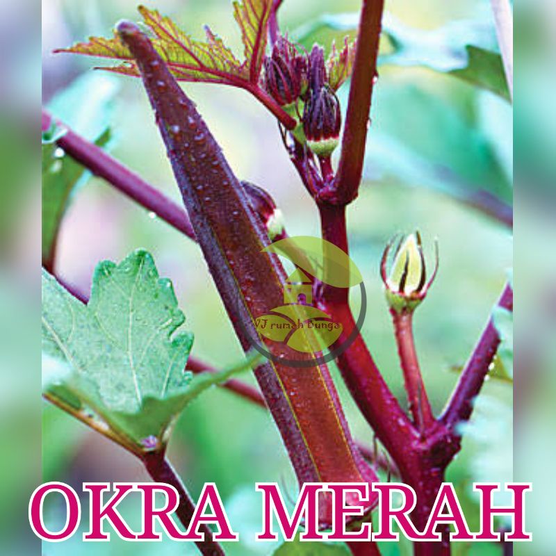 Detail Gambar Okra Merah Nomer 28