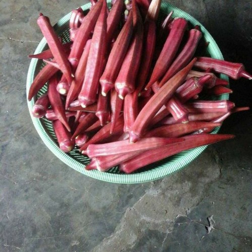 Detail Gambar Okra Merah Nomer 32