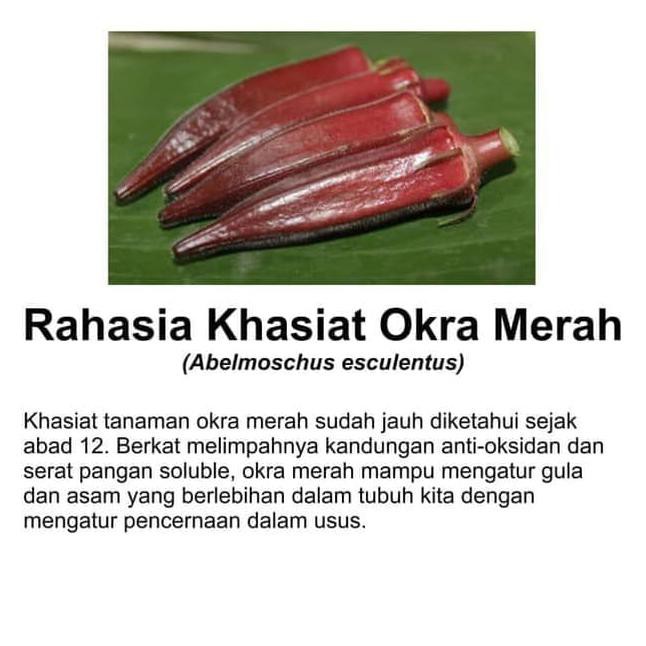 Download Gambar Okra Merah Nomer 34