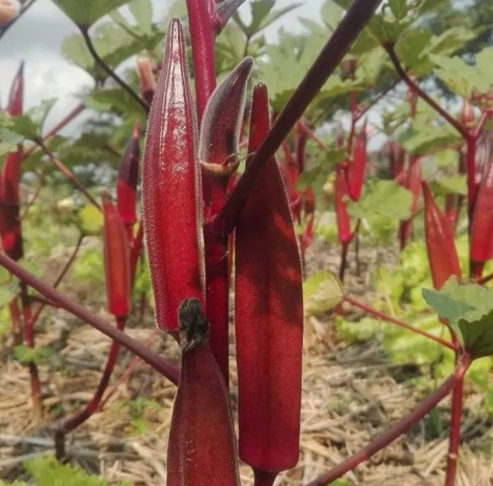 Detail Gambar Okra Merah Nomer 38